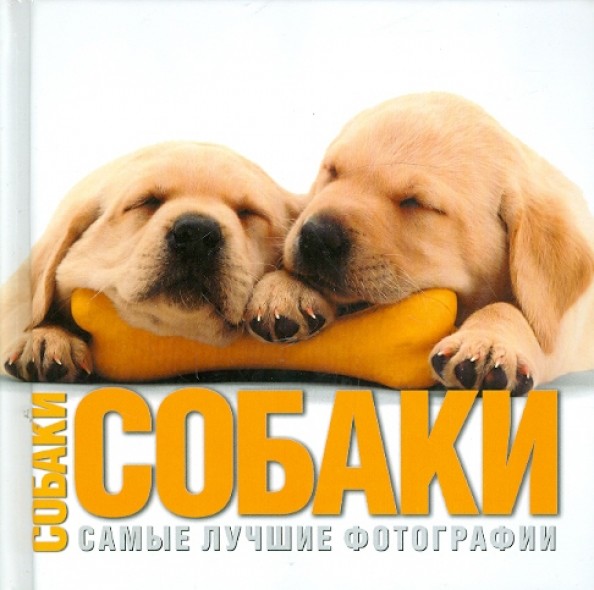 Собаки: Самые лучшие фотографии